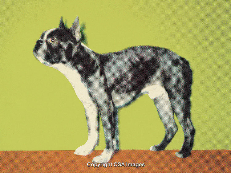 Stylized Boston Terrier Dog Portrait With Green Background and Pop Art Style