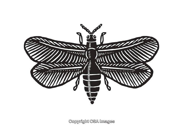 Intricate Line Art Illustration of a Flying Insect on White Background