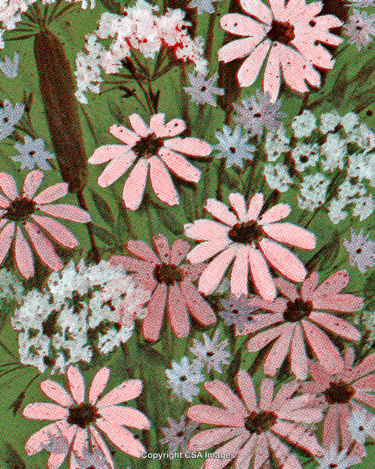 Vibrant Floral Pattern Featuring Pink and White Flowers With Green Foliage