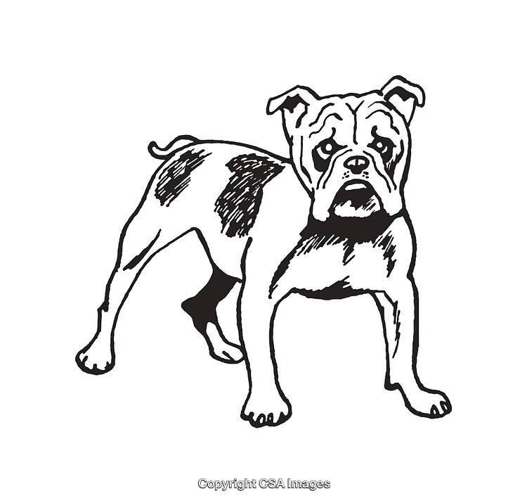 Black and White Line Art Illustration of a Standing Bulldog
