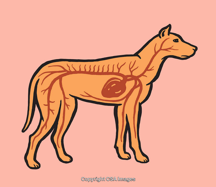 Illustration of Dog Anatomy Showing Internal Organs and Nervous System