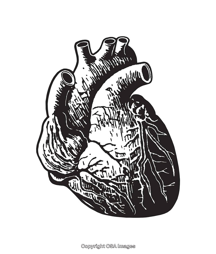 Detailed Black and White Anatomical Heart Illustration on White Background