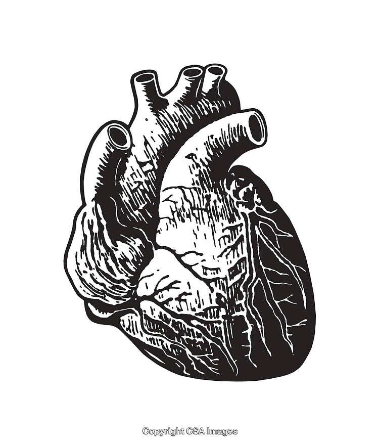 Detailed Black and White Anatomical Heart Illustration on White Background