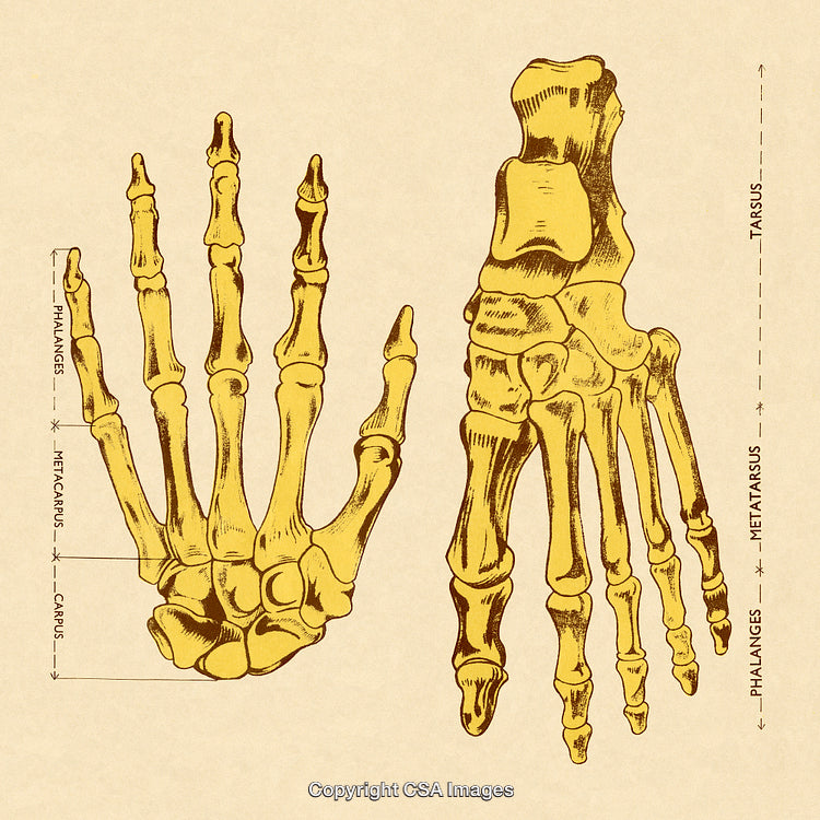 Detailed Vintage Illustration of Human Hand and Foot Skeletal Anatomy