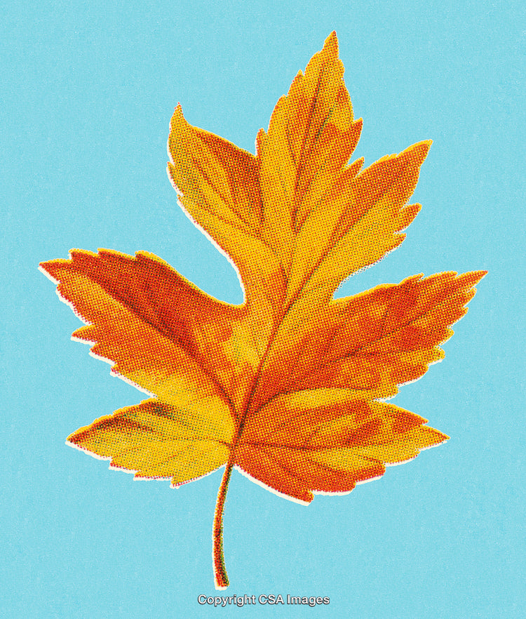 Vibrant Autumn Maple Leaf Illustration on a Bright Blue Background