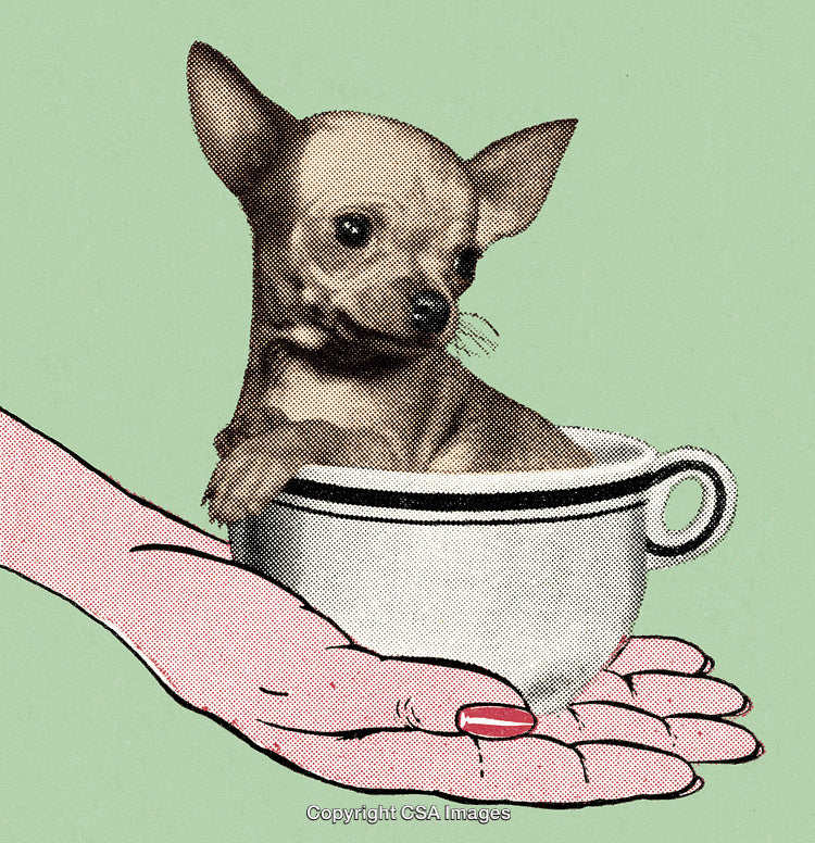 Tiny Chihuahua Sitting Inside a Teacup Held on a Human Hand