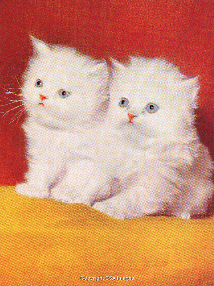 Adorable Pair of White Kittens with Fluffy Coats on Red Background
