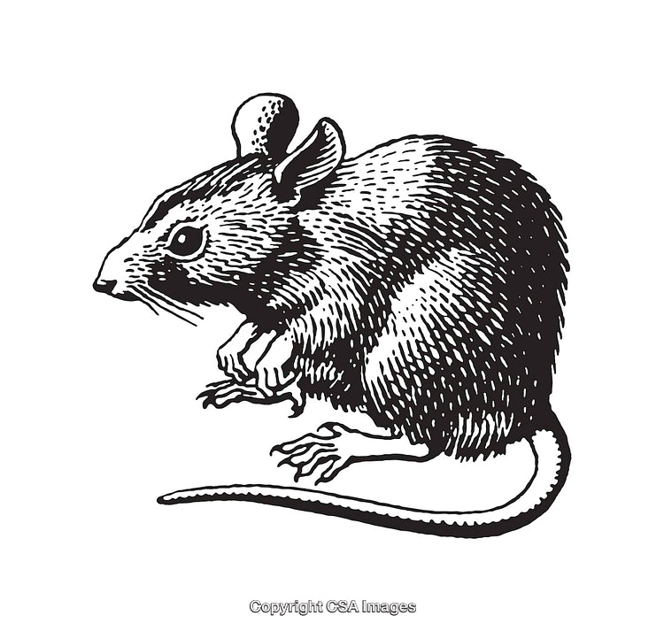 Detailed Black-And-White Illustration of a Mouse in Line Art Style