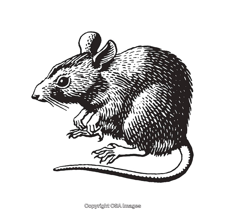 Detailed Black-And-White Illustration of a Mouse in Line Art Style