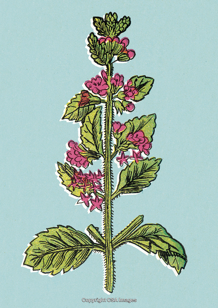 Illustration of a Wildflower Plant with Pink Blossoms on Light Blue Background