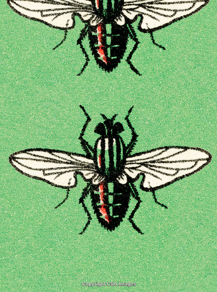 Detailed Illustration of Two Insects Against a Green Background