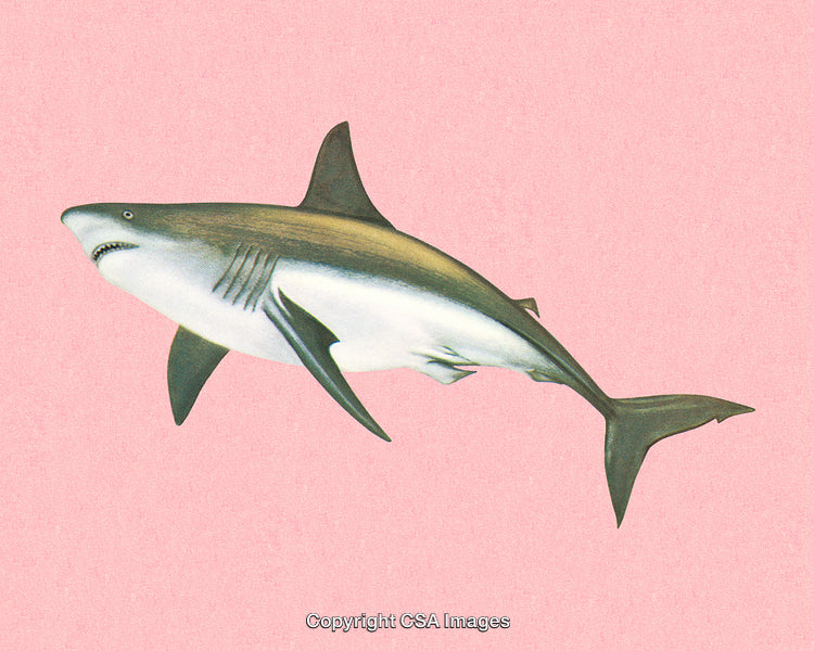 Detailed Shark Illustration on a Pastel Pink Background for Creative Projects