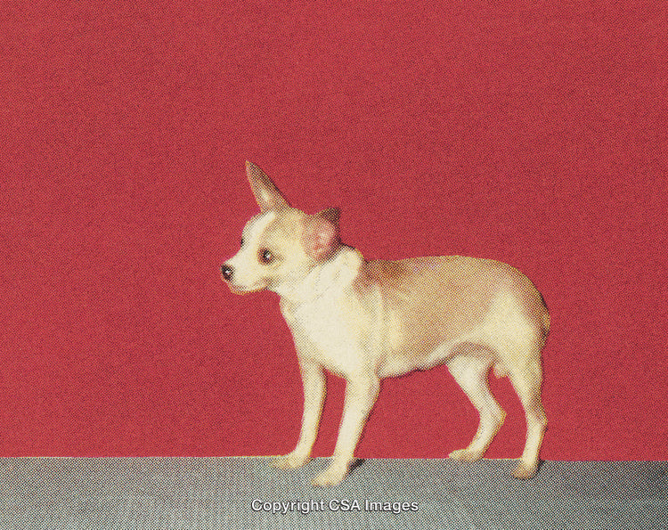 Stylized Portrait of Small White and Tan Dog on Vibrant Red Background