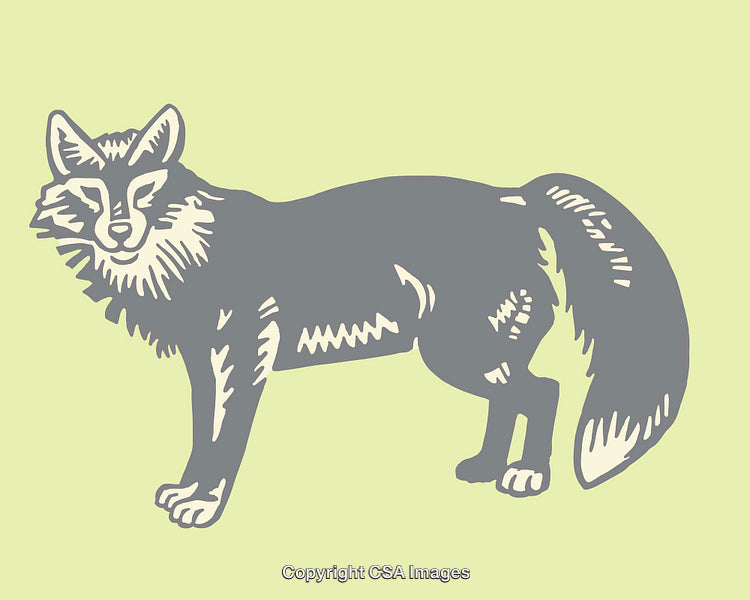 Gray Fox Line Art Illustration on Light Green Background