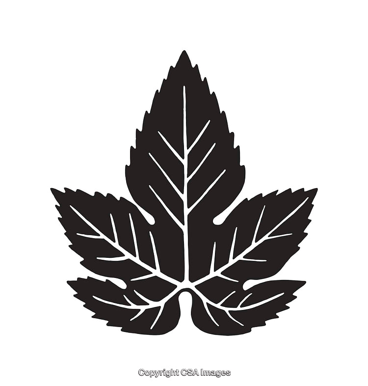 Black and White Line Art of a Maple Leaf Silhouette