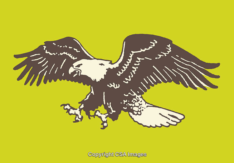 Illustrated Eagle in Line Art Style with Vibrant Background