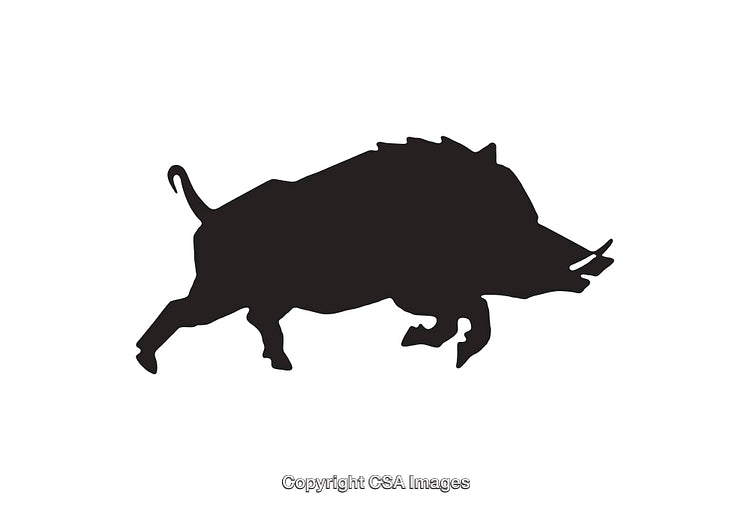 Wild Boar Silhouette Black Icon Isolated on White Background