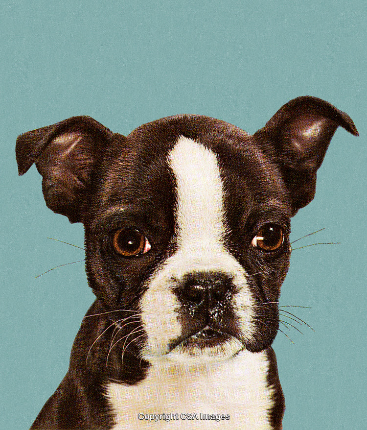 Close-Up of Adorable Boston Terrier Puppy on a Textured Blue Background