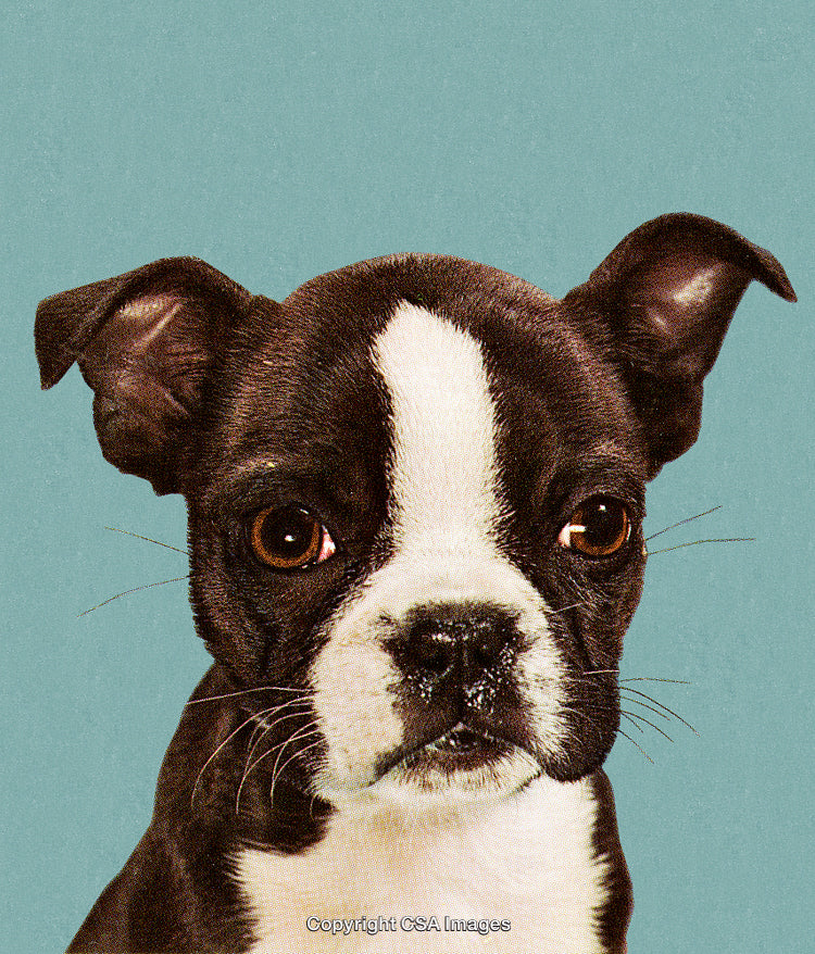 Close-Up of Adorable Boston Terrier Puppy on a Textured Blue Background