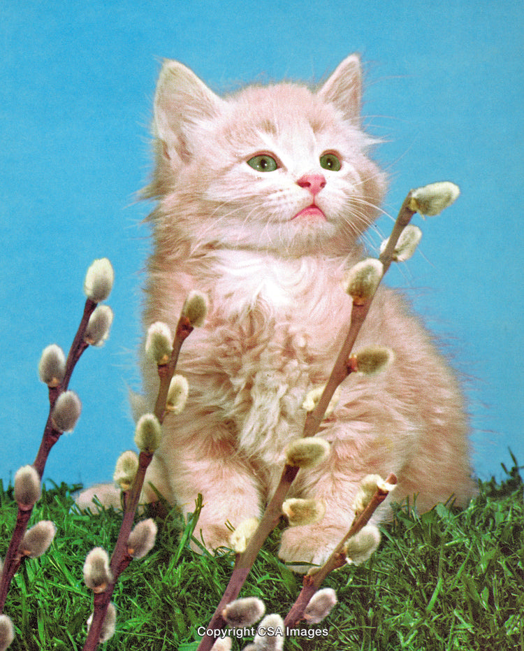 Adorable Fluffy Kitten Sitting Among Pussy Willow Branches in Bright Natural Scene