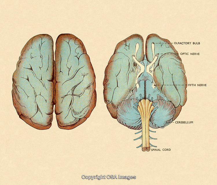 Vintage Medical Illustration of the Human Brain and Nerves Anatomy