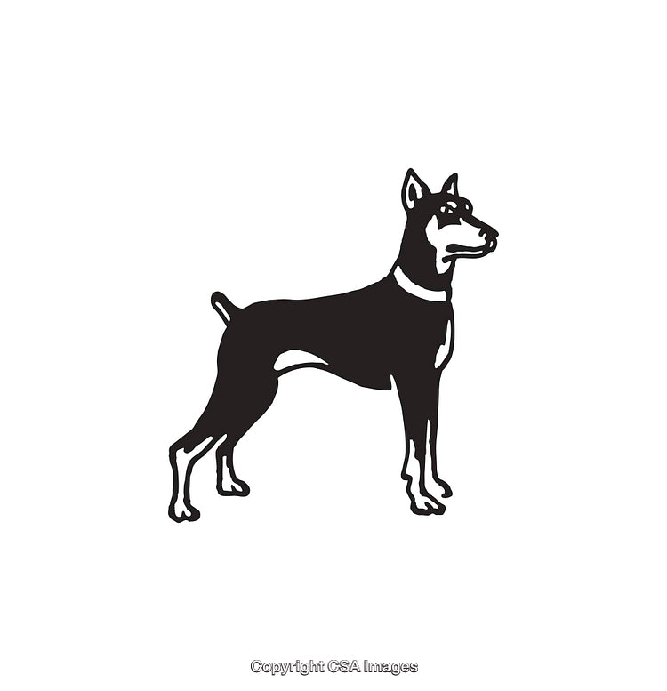 Black and White Line Art Illustration of a Doberman Dog