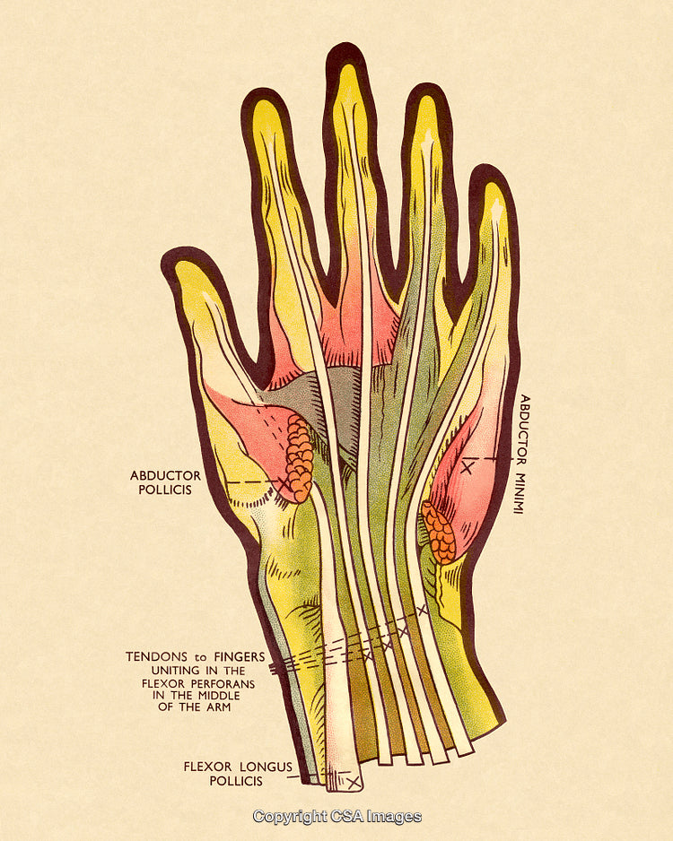 Illustration of Hand Anatomy Showing Muscles and Tendons in Palm Area