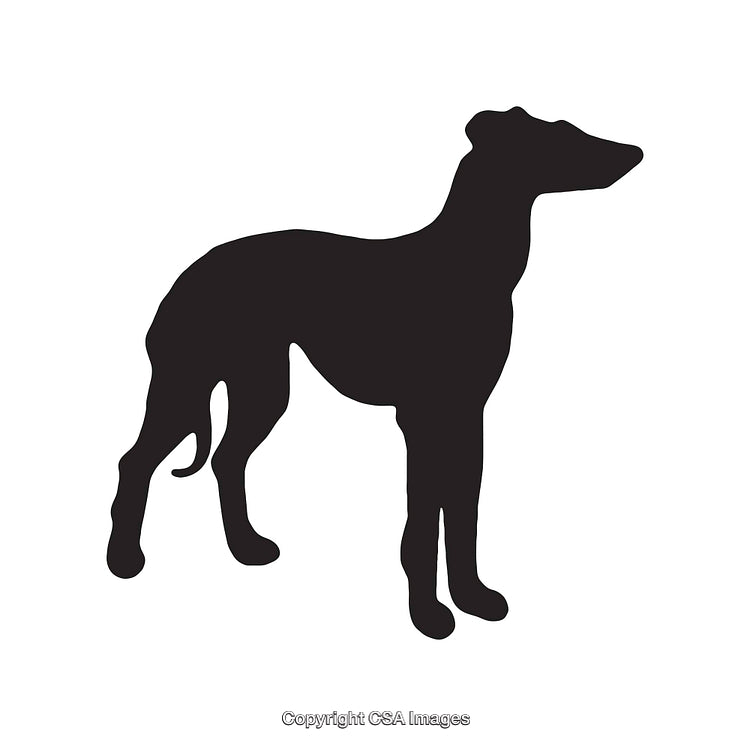 Elegant Silhouette of a Greyhound in Profile View on White Background