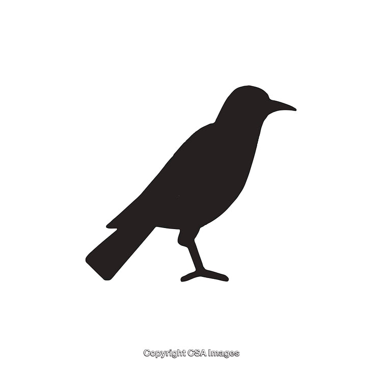 Black Silhouette of a Standing Bird on White Background