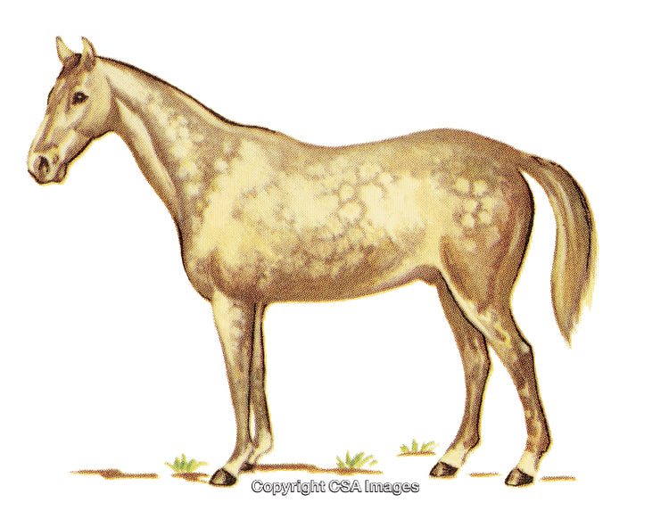 Detailed Illustration of a Standing Dappled Horse on a White Background