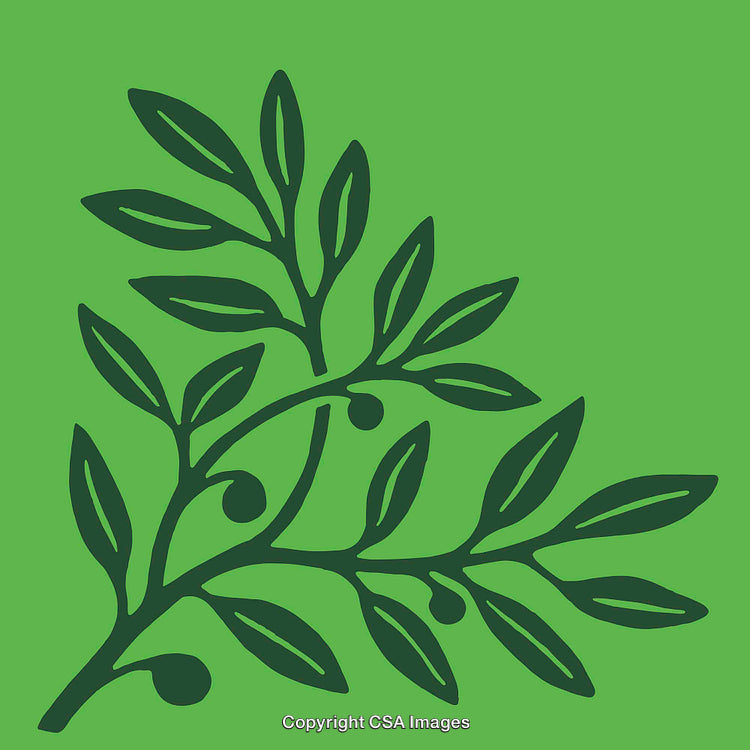 Stylized Branch with Leaves and Olives on Green Background
