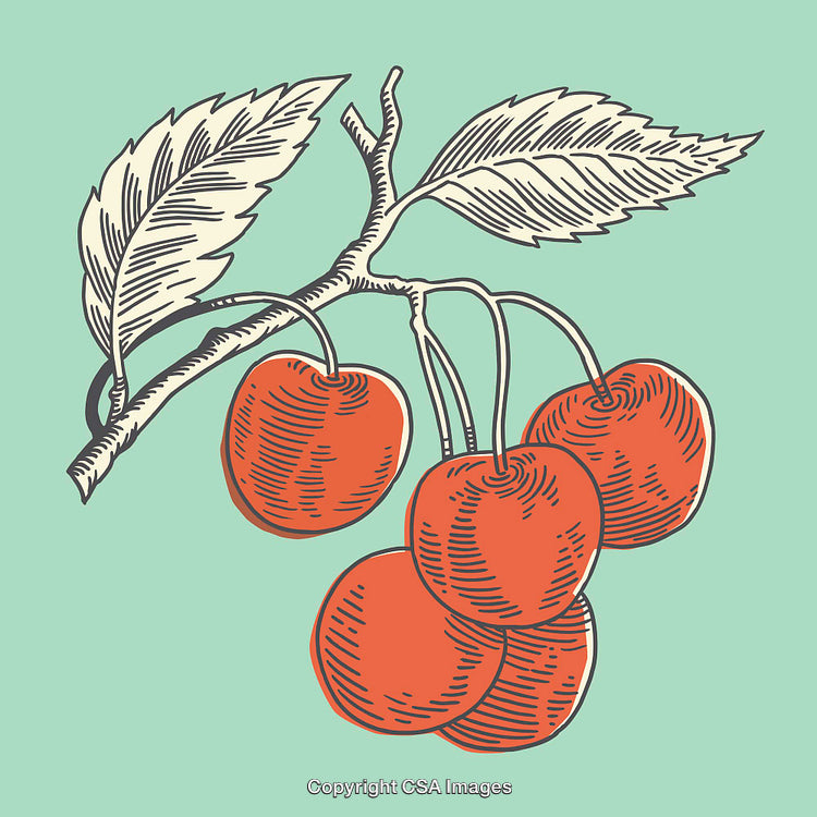 Detailed Line Art Illustration of Cherries on a Branch with Leaves
