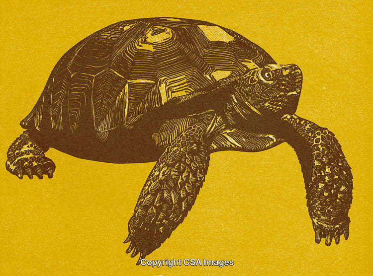 Detailed Illustration of a Turtle on a Yellow Background