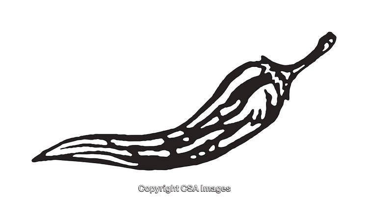 Black and White Line Art Illustration of a Chili Pepper