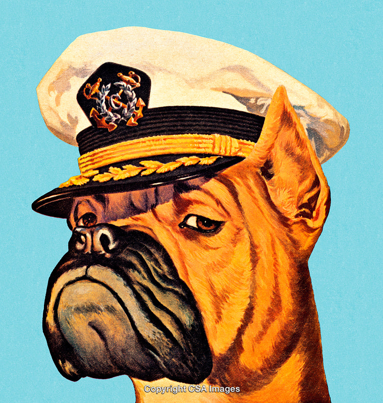 Cartoon Bulldog Wearing a Naval Captain's Hat on Blue Background
