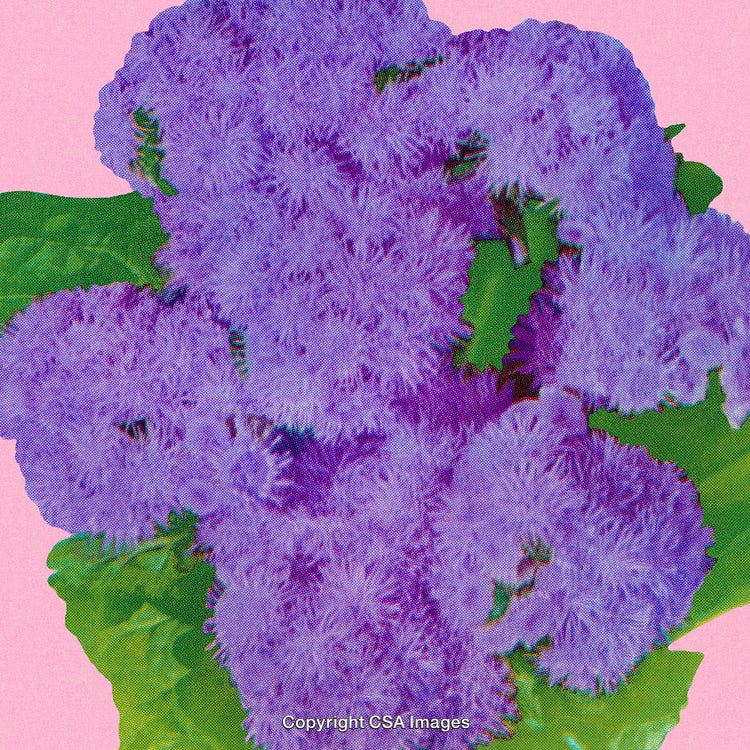 Vibrant Purple Flowers With Green Leaves on a Pink Background