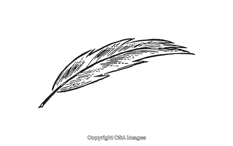 Detailed Line Art Illustration of a Feather in Black and White
