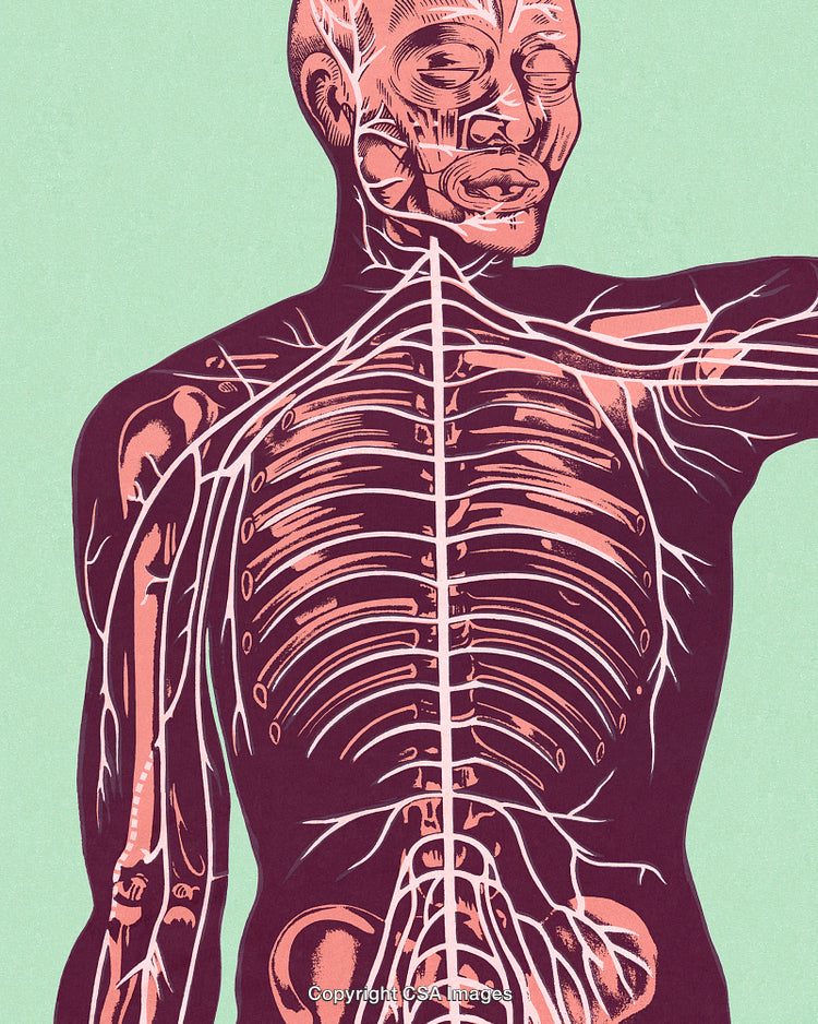Illustrated Anatomy of Human Skeleton and Nervous System on Green Background