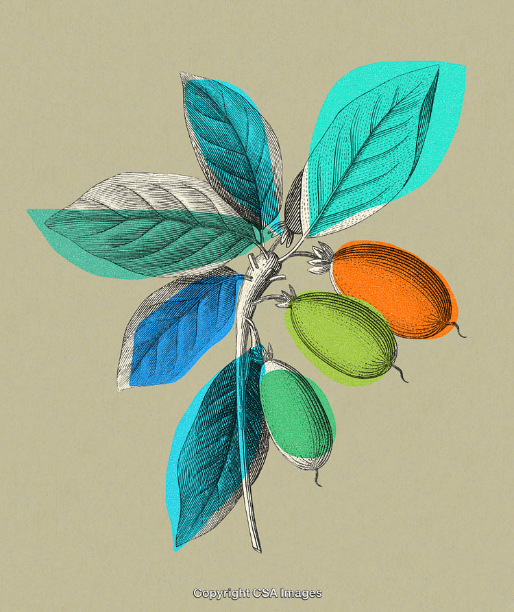 Vintage Illustration of Stylized Fruit Branch with Colorful Tonal Leaves
