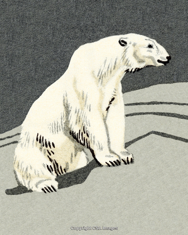 Illustrated Polar Bear Sitting on Arctic Snowy Landscape with Gray Background