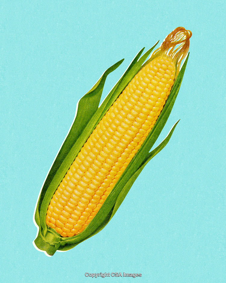 Yellow Corn Cob on Light Blue Background with Pop Art Style