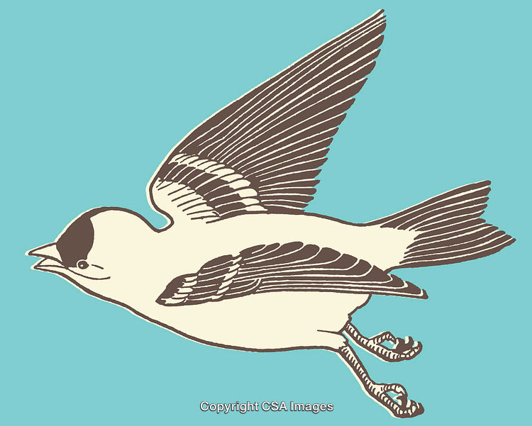 Minimalistic Bird Illustration with a Blue Background, Flying Gracefully