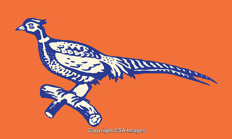 Vibrant Line Art Illustration of a Pheasant on an Orange Background