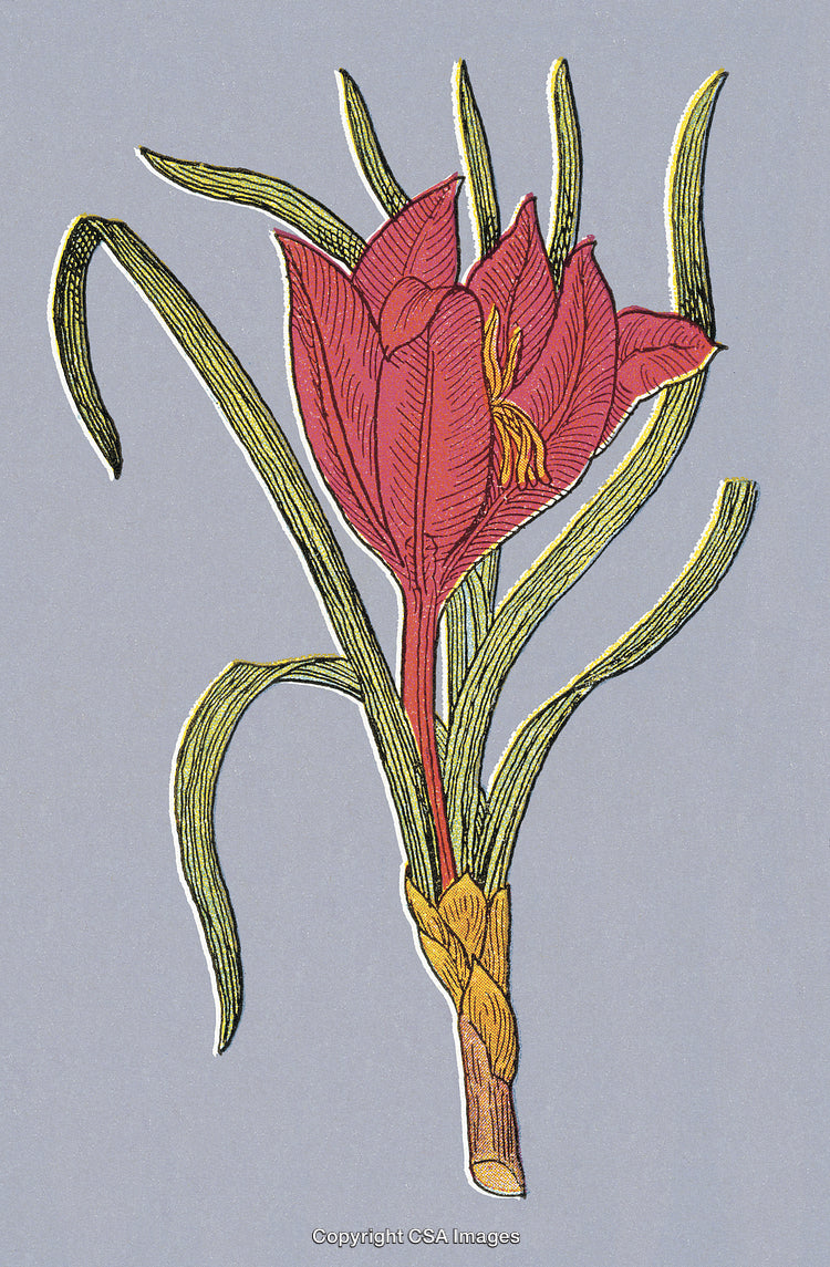 Botanical Illustration of a Red Flower with Green Leaves in Elegant Style