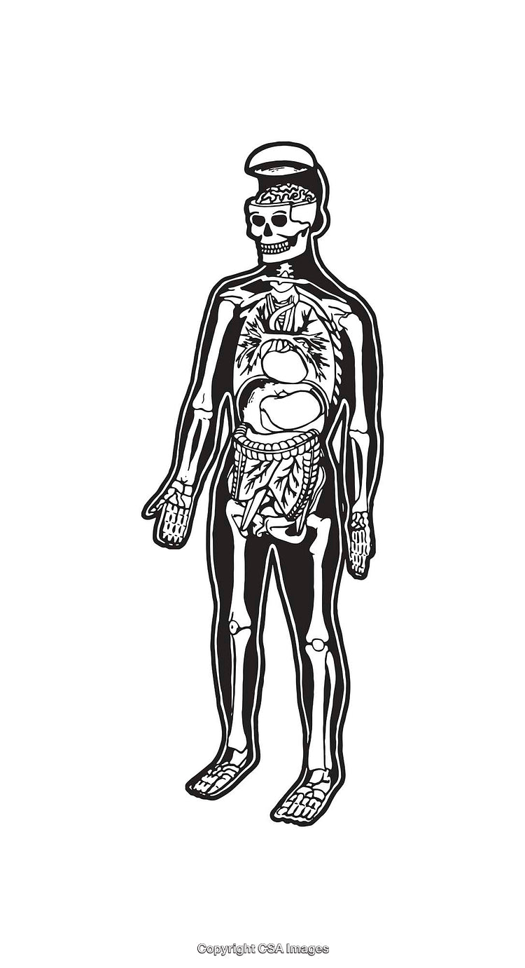 Black and White Human Anatomy Line Art Illustration with Internal Organs