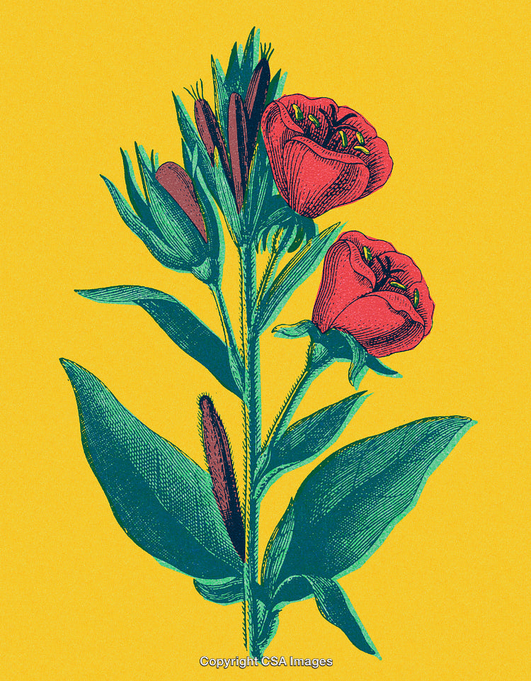 Vibrant Botanical Illustration of Red Flowers on a Bright Yellow Background