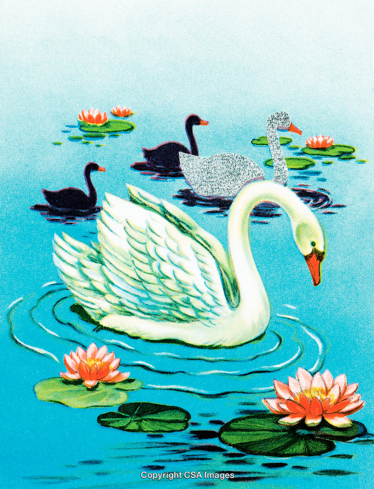 Elegant White Swan Among Lily Pads and Other Waterfowl