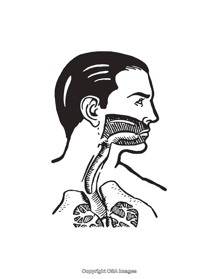 Medical Illustration of Human Head and Neck Anatomy in Line Art