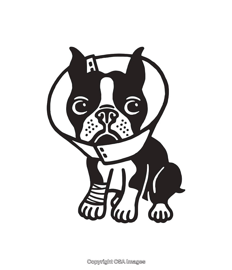 Black and White Line Art Design of a Dog with a Medical Collar