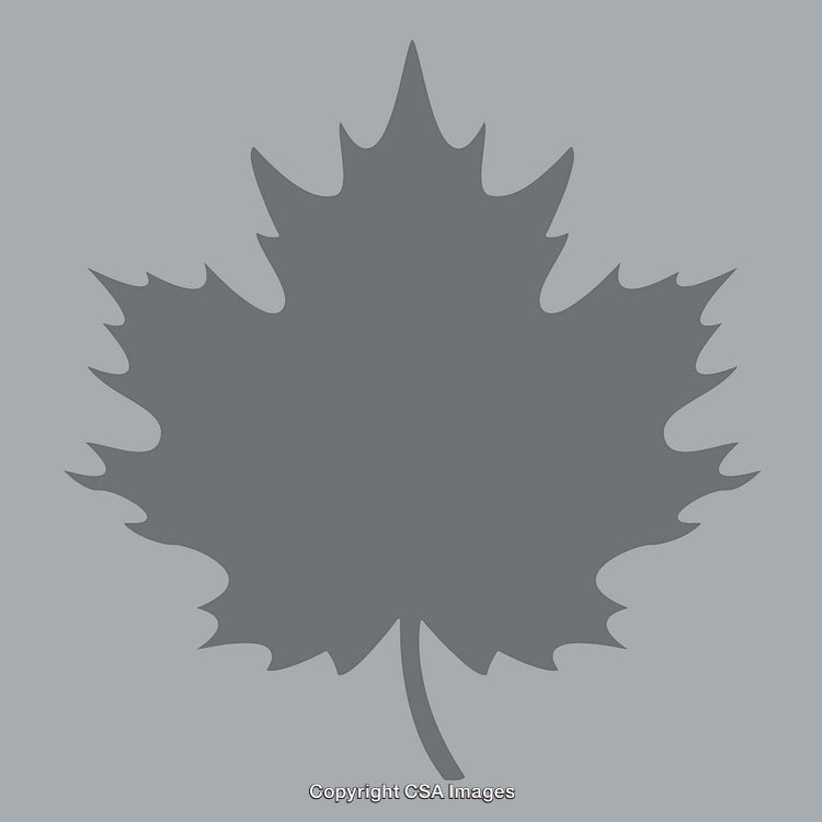 Silhouette of a Maple Leaf in Monochrome Color Design